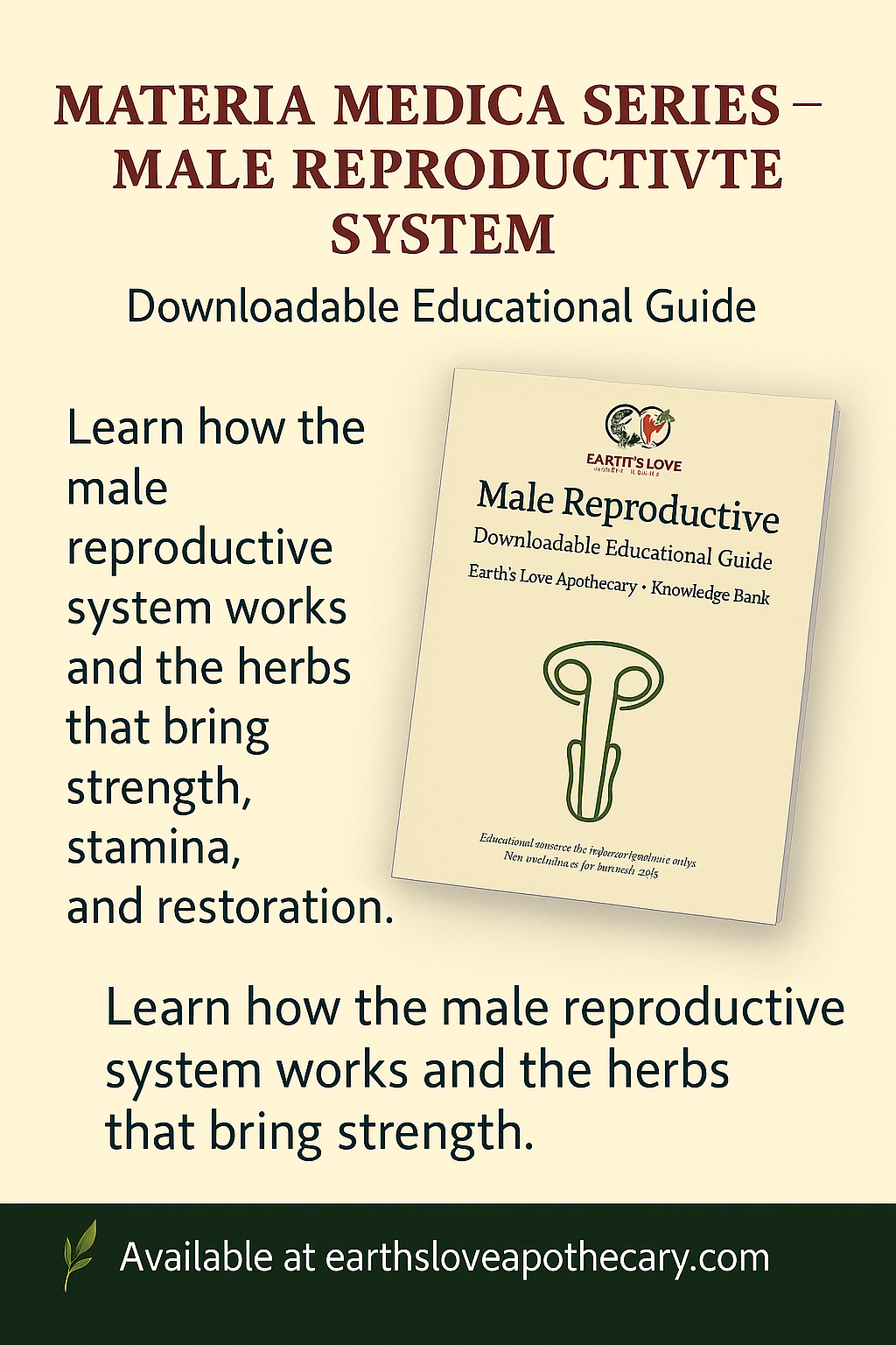 Male Reproductive System: Materia Medica (Downloadable PDF)